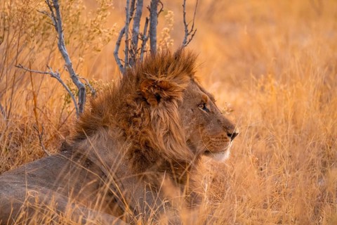 Maned Lion Lies, Lion (Panthera Leo), Savuti, Chobe National Park, Botswana