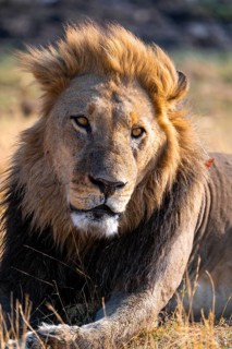 Animal portrait, maned lion (Panthera Leo) lying in grass, savanna, Savuti, Chobe National Park