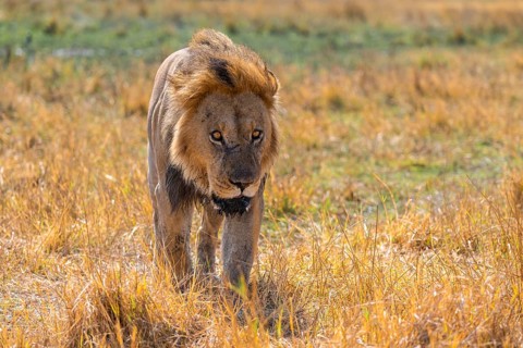 Maned lion (Panthera Leo) walking in grass, savanna, Savuti, Chobe National Park National Park,