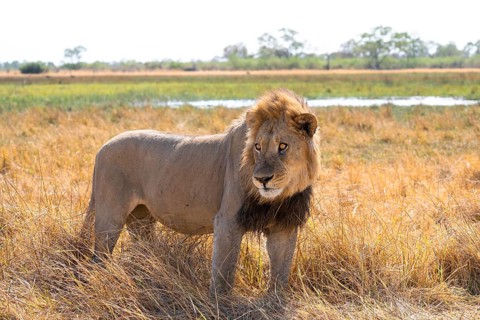 Maned lion, lion (Panthera leo), savuti, Chobe National Park, Botswana