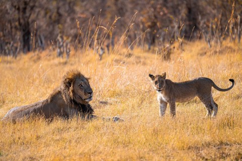 Lion cub and maned lion, lion (Panthera Leo) lying in grass, savuti, Chobe National Park, Botswana