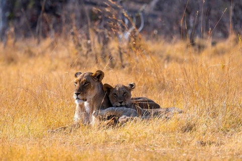 Lion cub and lioness, lion (Panthera Leo) lying in grass, savuti, Chobe National Park National