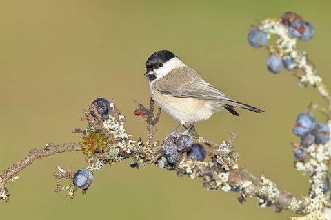 Swamp tit, (Parus palustris), sitting on a branch in a blackthorn bush, (Prunus spinosa), sloes,