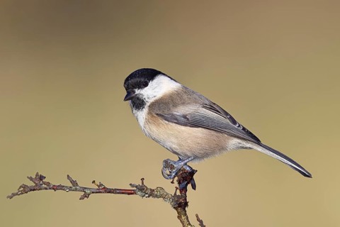 Willow tit (Parus montanus) sitting on a branch in a blackthorn bush, (Prunus spinosa), blackthorn,