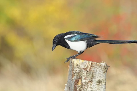 European magpie (Pica pica) sitting on a stump of a grey birch (Betula populifolia), with autumn