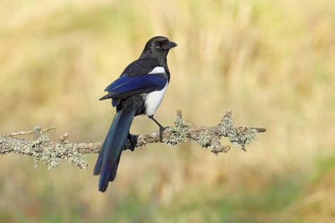 Magpie (Pica pica) sitting on a branch covered with lichens, corvids, nature photography,