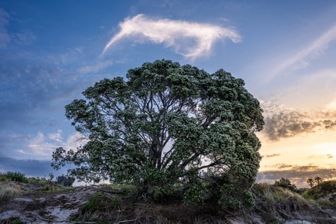 New Zealand Christmas tree (Metrosideros) in the evening, blooming. In the sky, a cloud in the