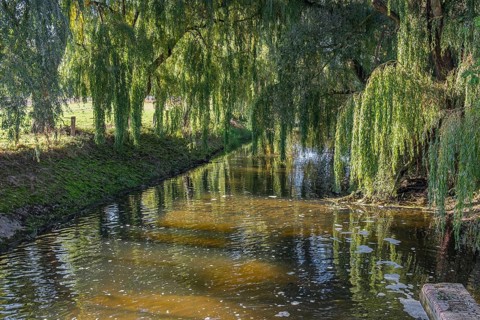 A quiet river surrounded by overhanging willow trees with a peaceful atmosphere, River Dinkel,