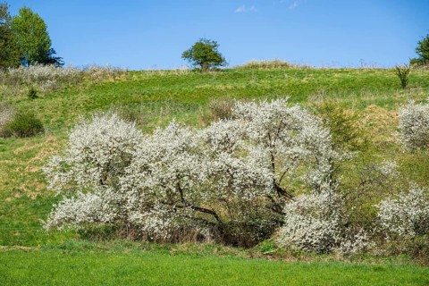 Blackthorn (Prunus spinosa) bushes flowering on a meadow in spring on a sunny day, Bavaria,