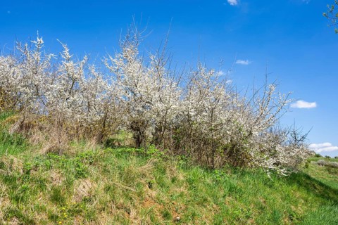 Blackthorn (Prunus spinosa) bushes flowering on a meadow in spring on a sunny day, Bavaria, Germany