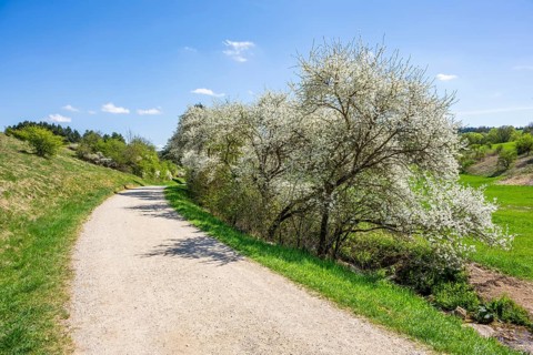 Blackthorn (Prunus spinosa) bushes flowering beside a little road in spring on a sunny day,