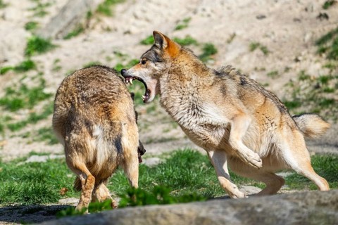 Eastern wolves (Canis lupus lycaon) arguing with each other, Bavaria, Germany
