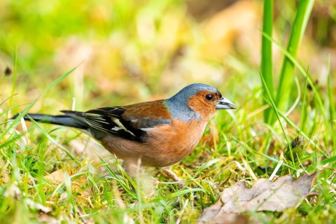 Eurasian chaffinch (Fringilla coelebs) male sitting on the ground, Bavaria, Germany