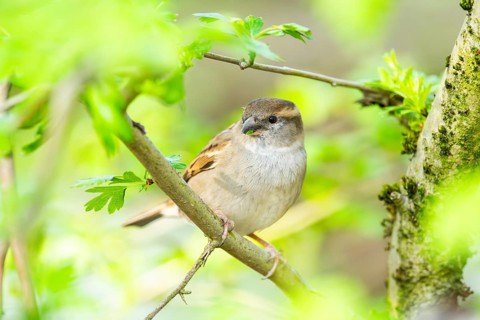 House sparrow (Passer domesticus) sitting on a little branch, Bavaria, Germany