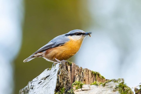 Eurasian nuthatch (Sitta europaea) sitting on a wood, Bavaria, Gernany