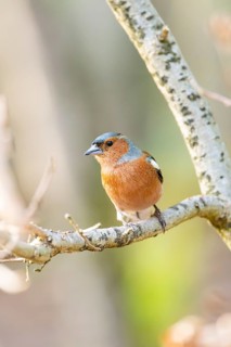 Eurasian chaffinch (Fringilla coelebs) male sitting on a branch, Bavaria, Germany