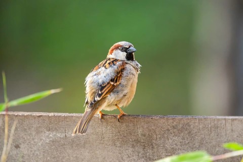 House sparrow (Passer domesticus) sitting on a wall, Bavaria, Germany