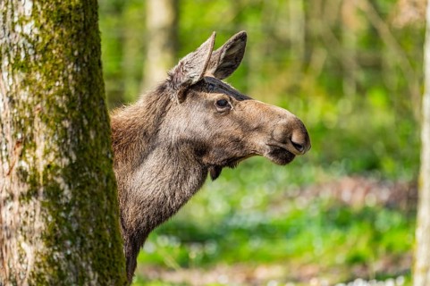 Eurasian elk (Alces alces) in a forest in early summer, Bavarian Forest National Park, Germany