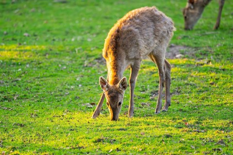 Sika deer (Cervus nippon) hind standing on a meadow, Bavaria, Germany