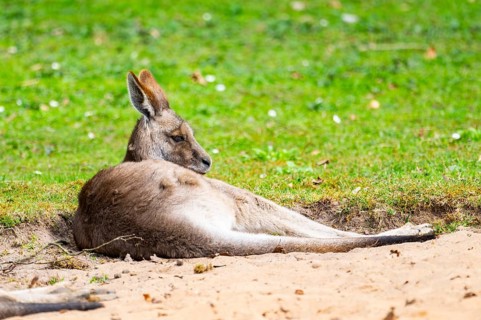 Eastern grey kangaroo (Macropus giganteus) on a meadow, captive, Germany