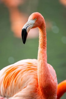 American flamingo (Phoenicopterus ruber), portrait in the water, Germany
