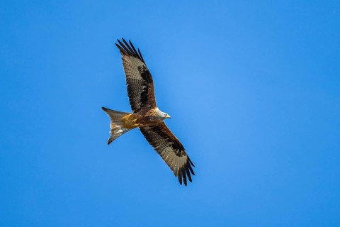 Red kite (Milvus milvus) flying in the sky, Bavaria, Germany