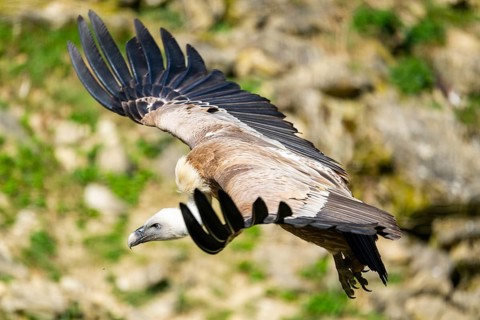 Eurasian griffon vulture (Gyps fulvus) flying over a meadow, Bavaria, Germany