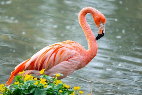 American flamingo (Phoenicopterus ruber) standing in the water, Germany