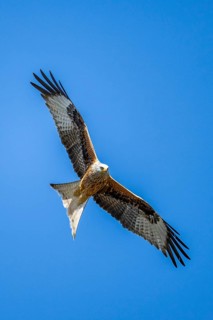 Red kite (Milvus milvus) flying in the sky, Bavaria, Germany