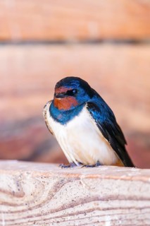 Barn swallow (Hirundo rustica) sitting on a wood, Bavaria, Germany