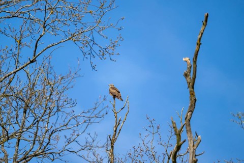Common buzzard (Buteo buteo) sitting on a tree, Bavaria, Germany