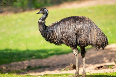 Emu (Dromaius novaehollandiae) standing on the ground, Bavaria, Germany