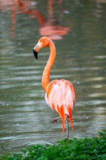 American flamingo (Phoenicopterus ruber) standing in the water, Germany
