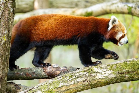Red panda (Ailurus fulgens) walking on a tree, Germany