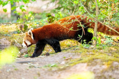 Red panda (Ailurus fulgens) walking on the ground, Germany