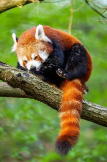 Red panda (Ailurus fulgens) sitting on a tree, Germany