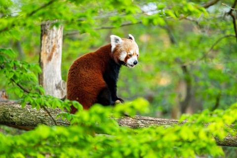 Red panda (Ailurus fulgens) sitting on a tree, Germany