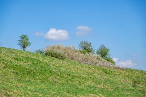 Blackthorn (Prunus spinosa) bushes flowering on a meadow in spring on a sunny day, Bavaria, Germany