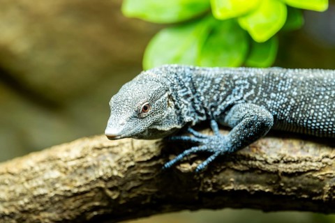 Blue-spotted tree monitor (aranus macraei) portrait, on a tree trunk, captive, Bavaria, Germany
