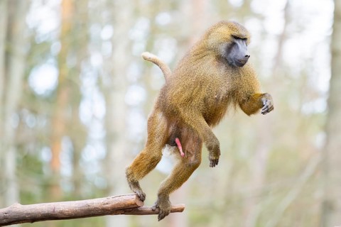 Guinea baboon (Papio papio), jumping in the air from a branch, captive, Bavaria, Germany
