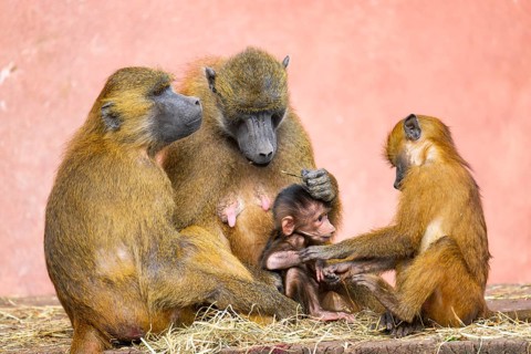 Guinea baboon (Papio papio) family with a new born youngster, captive, Bavaria, Germany
