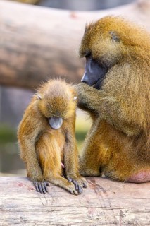 Guinea baboon (Papio papio) mother with her youngster during delousing, captive, Bavaria, Germany