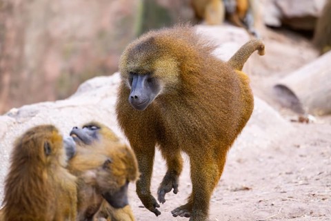 Guinea baboon (Papio papio) running on the groundg, captive, Bavaria, Germany