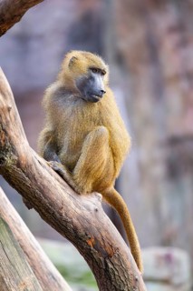 Guinea baboon (Papio papio) on a tree trunk, captive, Bavaria, Germany