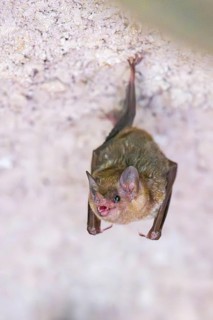 Lesser mouse-eared myotis (Myotis blythii) bat hanging on a wall, Bavaria, Germany