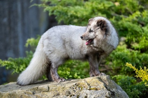 Arctic fox (Vulpes lagopus) standing on a rock, Bavaria, Germany