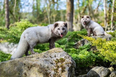 Two arctic foxes (Vulpes lagopus) standing on a rock, Bavaria, Germany