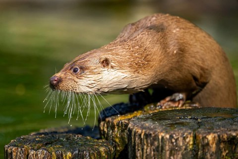 Eurasian otter (Lutra lutra) on a tree trunk in the water of a little lake, Bavaria, Germany