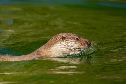 Eurasian otter (Lutra lutra) swimming in the water of a little lake, Bavaria, Germany