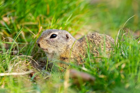European ground squirrel (Spermophilus citellus) on a meadow, Bavaria, Germany